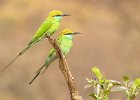 1 Green Bee Eaters